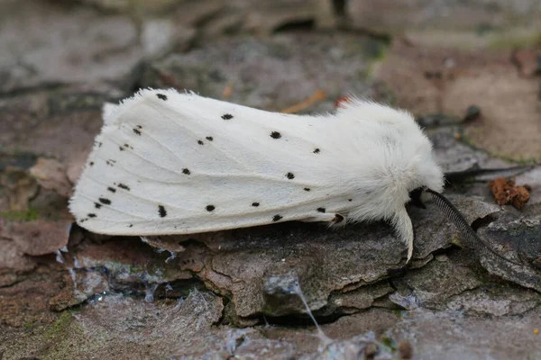 stock image Natural detailed closeup on the white ermine, Spilosoma lubricipeda sitting on wood