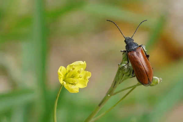 Primer Plano Natural Sobre Escarabajo Con Garras Peine Color Marrón — Foto de Stock