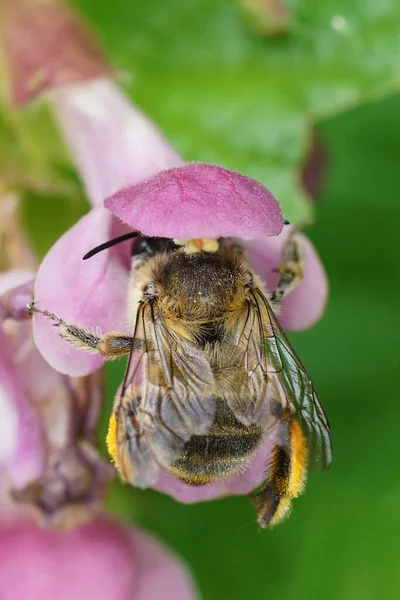 Naturalne Kolorowe Pionowe Zbliżenie Samicy Samotnej Pszczoły Eucera Balsamie Bękarta — Zdjęcie stockowe