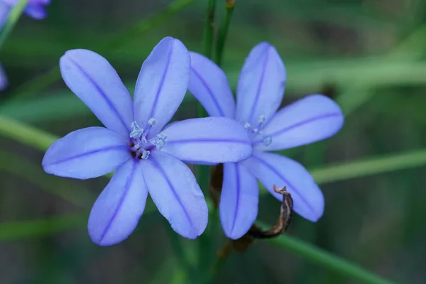 Closeup Natural Uma Flor Lírio Grama Azul Mediterrânea Aphyllanthes Monspeliensis — Fotografia de Stock