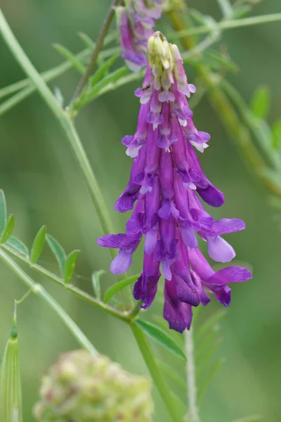 Primer Plano Colorido Natural Flor Púrpura Peludo Forraje Veza Invierno — Foto de Stock