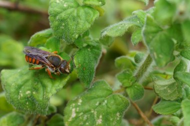 Renkli, nadir bulunan ve nesli tükenmekte olan kırmızı reçine arısı Rhodanthidium sticticum yeşil bitki örtüsünde oturuyor.