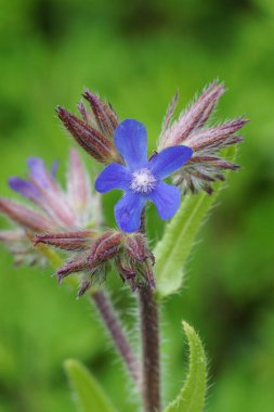 İtalyan böcek ilacı kır çiçeği Anchusa Azera 'nın parlak mavi çiçeğine doğal renklerle yakın plan.