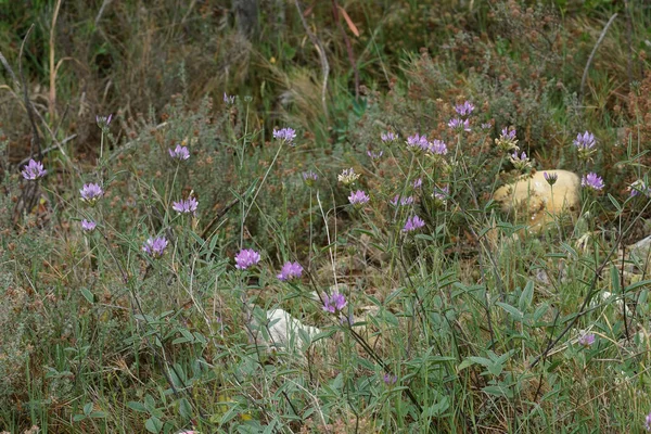 stock image Natural wide angle closeup on the purple flower of the Arabian pea, Bituminaria bituminosa