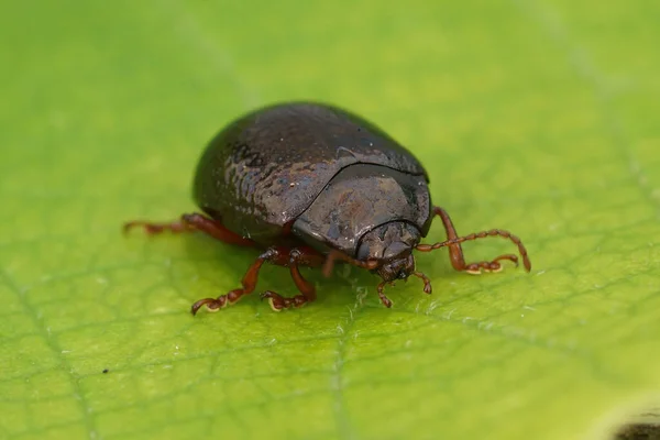 Primer Plano Detallado Natural Escarabajo Brillante Hoja Bronce Chrysolina Bankii — Foto de Stock