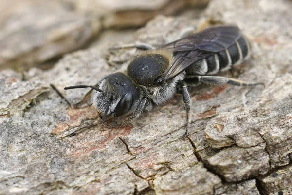 Natürliche Detailaufnahme Der Viper Bugloss Mason Bee Hpolitis Adunca Sitzend — Stockfoto
