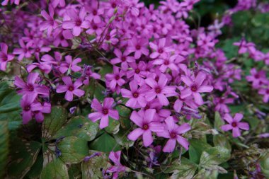 Serasonal çiçekli pembe doru Oxalis articulata 'nın ayrıntılı renkli görüntüsü.