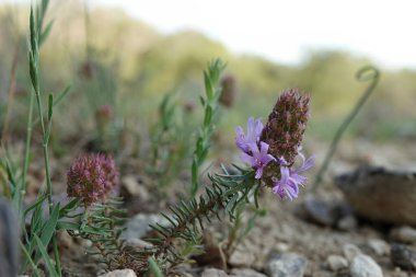 Geniş açı, Akdeniz 'deki mor çiçekli Montpelier Coris monspeliensis' e doğal yakın plan.
