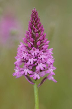 Avrupa 'nın uzun ömürlü otçul piramit orkidesi Anacamptis Piramidalis' in mor çiçeğine doğal olarak yakın plan.