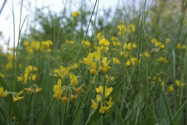 Naturalne Szerokokątne Zbliżenie Żółte Kwiaty Podkowy Wyka Hippocrepis Comosa Łące — Zdjęcie stockowe