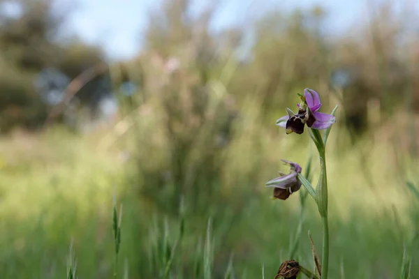Gros Plan Naturel Une Fleur Colorée Orchidée Abeille Coq Orchidée — Photo