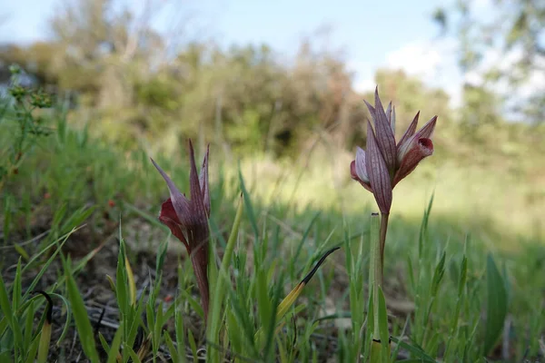 Naturalne Zbliżenie Czerwonym Kolorowe Długie Usta Orchidei Języka Serapias Vomeracea — Zdjęcie stockowe