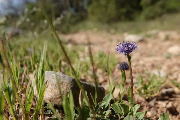 Naturalne Niskie Kąt Zbliżenie Śródziemnomorski Wspólny Kwiat Piłki Globularia Bisnagarica — Zdjęcie stockowe