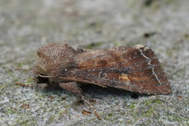 Kahverengi gözlü baykuş güvesi, Lacanobia oleracea ağaçta oturuyor.