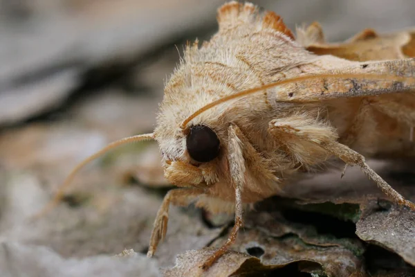 Natural Closeup Hte Lightbrown Angle Shades Owlet Moth Angle Shades — Stock Photo, Image