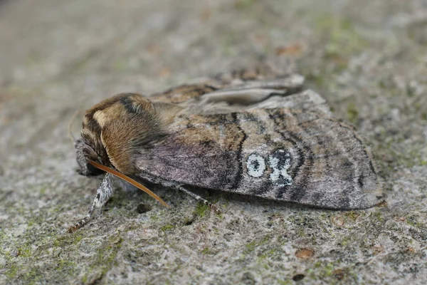 木の上に座っている8Owlet蛾の図上の自然なクローズアップ Tethea Ciacaris — ストック写真