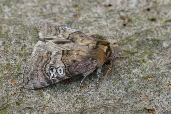 Natural Closeup Figure Eighty Owlet Moth Tethea Ocularis Sitting Wood — Stock Photo, Image