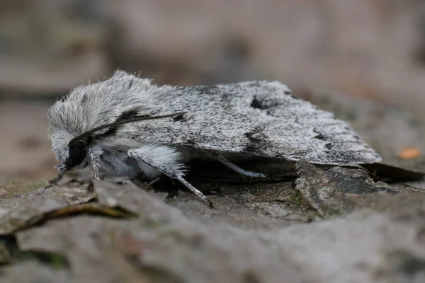 黒と白の色のミラーのフクロウの蛾 Acronictaレポリーナの自然な閉鎖 — ストック写真