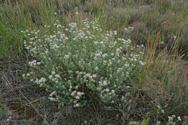 Çiçek açan Akdeniz devi yonca ya da badassi, Lotus dorycnium 'un doğal yakın çekimi.