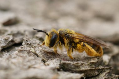 Portakallı, tüylü bir Akdeniz maden arısının doğal yakın çekimi, Andrena tahtada oturuyor.