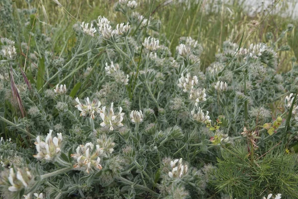 Primo Piano Naturale Fiore Bianco Del Trifoglio Canarie Peloso Lotus — Foto Stock
