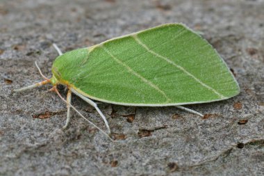 Renkli yeşile yakın plan. Gümüş çizgili güve, Bena bicolorana.