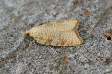 Küçük sarı meşe ağacı broşüründe doğal yakın plan Aleimma loeflingiana tahtada oturuyor.
