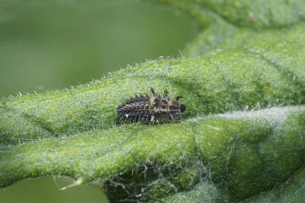 Primer Plano Natural Una Larva Voraz Del Escarabajo Coleóptero Pino —  Fotos de Stock