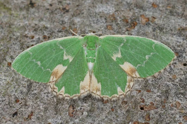 新鮮な緑のブロックされたエメラルドの幾何学的蛾 Comibaena Bajulariaの詳細な閉鎖 広がった翼に座って — ストック写真