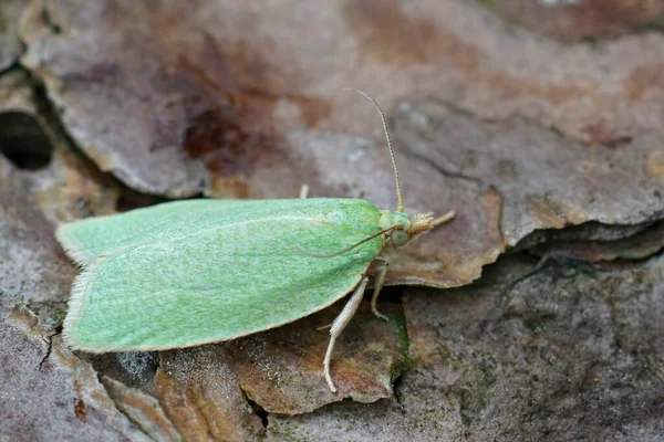 Detailed Closeup Colorful Small Green Oak Tortrix Micro Moth Tortrix — Stock Photo, Image