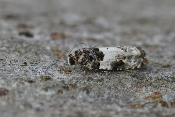 Естественный Крупный План Небольшой Белой Скрытой Съемке Micro Totrix Moth — стоковое фото