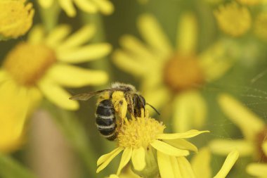 Sarı bacaklı dişi madenci Andrena Flavipes 'ın doğal yakın çekimi. Sarı kanarya otundan nektar yudumlayan arı.