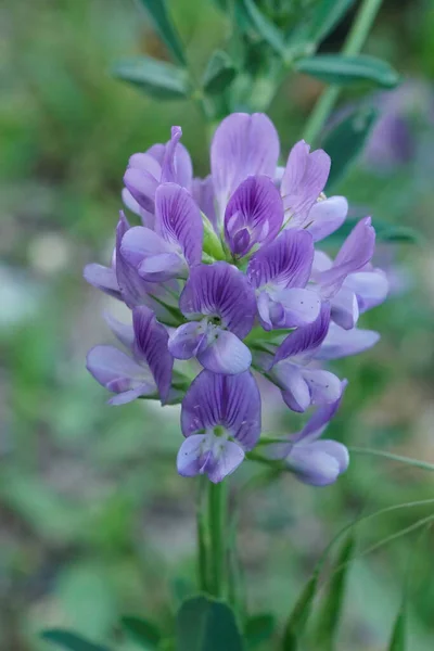 Natural Cerca Sobre Una Flor Azul Alfalfa Alfalfa Medicago Sativa — Foto de Stock