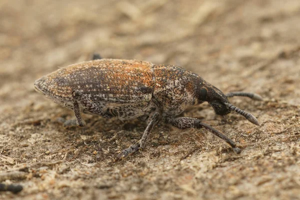 Primer Plano Natural Escarabajo Gorgojo Del Hocico Rhabdorrhynchus Mediterráneo Sentado — Foto de Stock