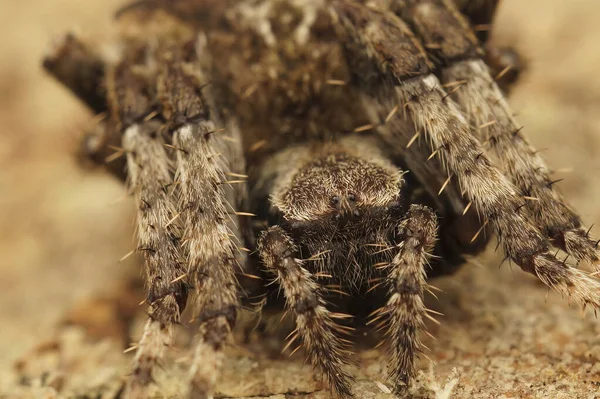 地面に異常な毛深いオーブ網のクモの詳細な閉鎖ショット Araneus Angulatus — ストック写真