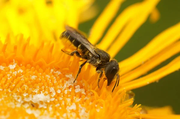 Přírodní Detailní Záběr Malou Fenku Velkohlavá Obrněná Včela Heriades Truncorum — Stock fotografie