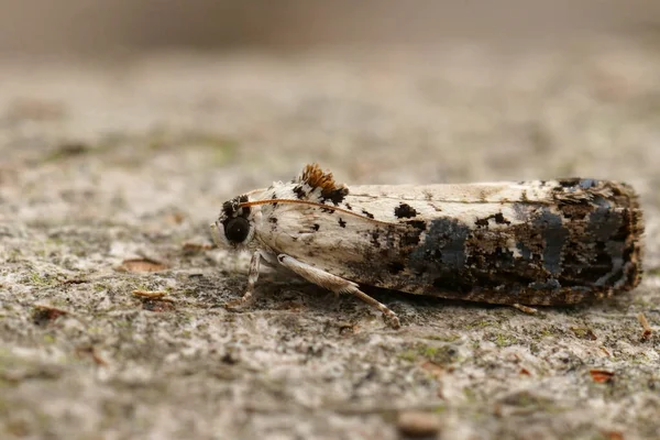 Closeup Detalhado Sobre Pequena Mariposa Mármore Tortricida Branca Micro Hedya — Fotografia de Stock