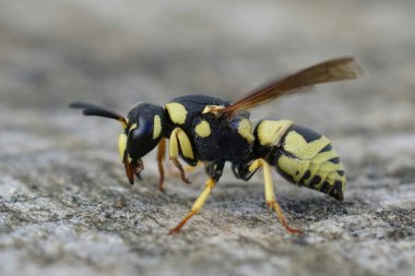Rengarenk sarı ve siyah çömlekçi Euodynerus Dantici 'nin detaylı görüntüsü.