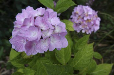 Renkli mor bir Mophead Hydrangea makropilla 'nın doğal yakın çekimi.