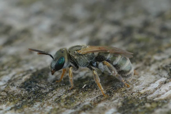 ハリクトス スマーガドゥラス複合体からの非常に小さな金属緑色の溝の蜂の女性の詳細な閉鎖 — ストック写真