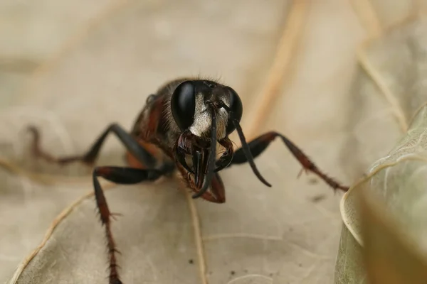 Detailed Closeup Red Black European Golden Sand Wasp Sphex Funerarius — Photo