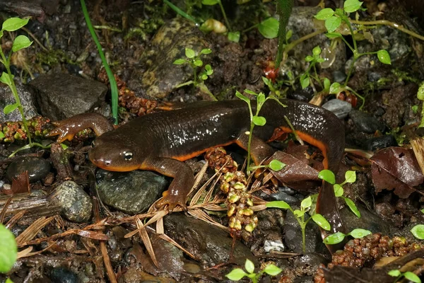 Stock image Natural closeup on a brown orange male Roughskinned newt, Taricha granulosa sitting on the ground