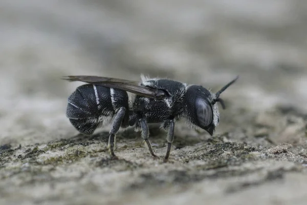 Λεπτομερής Κοντινό Πλάνο Μια Θηλυκή Μεσογειακή Μικρού Μεγέθους Θωρακισμένη Μέλισσα — Φωτογραφία Αρχείου