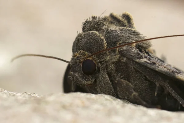 天然フロント詳細クローズアップ上の老婦人または黒下着蛾 Mormo Maura — ストック写真