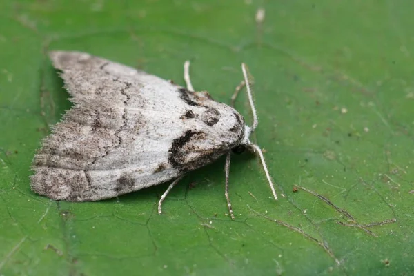 stock image Detailed closeup on the Short-cloaked Moth, Nola cucullatella sitting on a green leaf