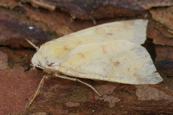 Gros Plan Détaillé Sur Papillon Nocturne Xanthia Icteritia Assis Sur — Photo