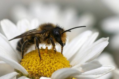 Beyaz sarı bir çiçeğin üzerindeki erkek çamurlu arı Chalicodoma ya da Megachile ericetorum 'a doğal olarak yakın çekim.