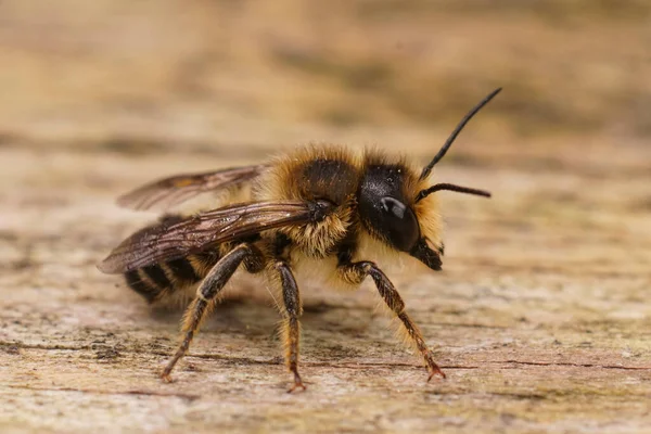 stock image Natural closeup on a male banded mud bee, Chalicodoma or Megachile ericetorum on wood