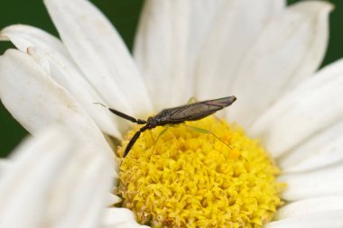 Fevkalade bir Mirid böceği olan uzun antenli Heterotoma planicornis 'in detaylı doğal görüntüsü.