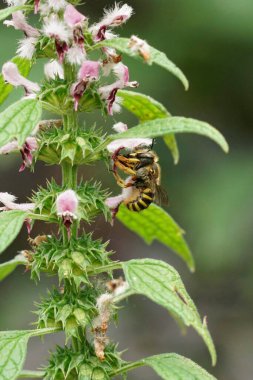 Avrupalı bir Woolcarder arısı üzerinde doğal yaklaşım, Anthidium manicatum bahçede çiçek açan bir Leonurus kardioksitle besleniyor